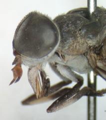 Tabanus colombensis