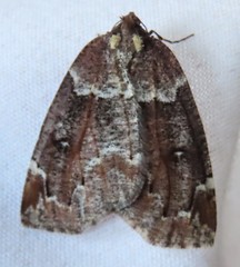 Spodolepis substriataria