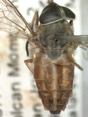 Tabanus colombensis
