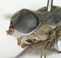 Tabanus colombensis