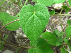 Dictyanthus reticulatus