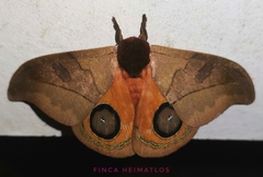Automeris hamata
