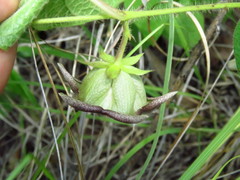Dictyanthus reticulatus