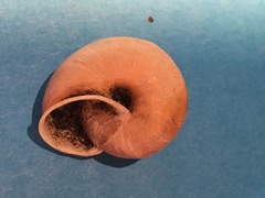 Helminthoglypta dupetithouarsi