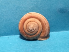 Helminthoglypta dupetithouarsi