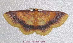 Eois fasciata