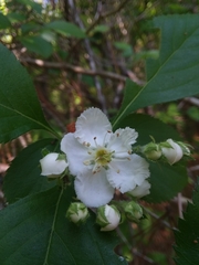 Crataegus ashei