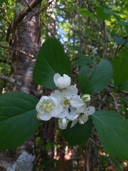 Crataegus ashei
