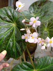 Begonia