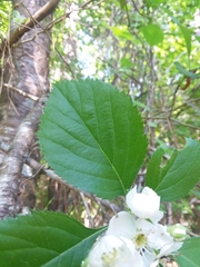 Crataegus ashei