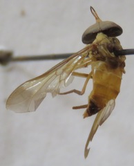 Dichelacera scapularis