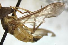 Dichelacera scapularis