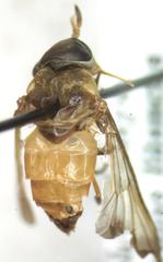 Dichelacera scapularis