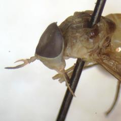 Dichelacera scapularis
