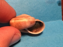 Helminthoglypta dupetithouarsi