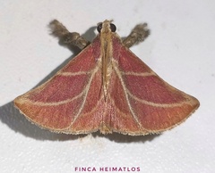 Pachypodistes goeldii