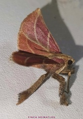 Pachypodistes goeldii