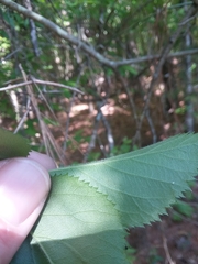 Crataegus ashei