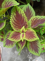 Coleus scutellarioides