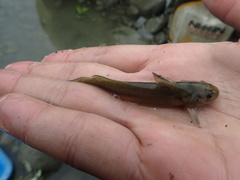 Tachysurus brevianalis