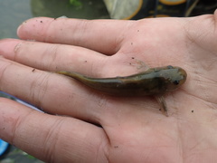 Tachysurus brevianalis