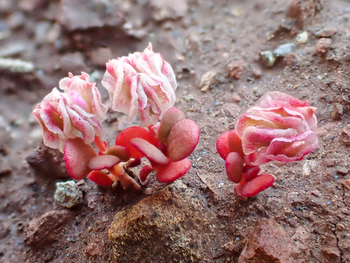 four-petaled pussypaws (Calyptridium quadripetalum)