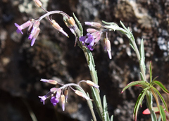 Boechera serpenticola