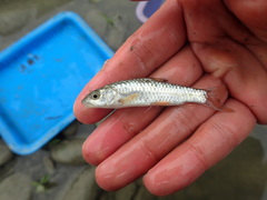 Spinibarbus hollandi