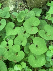 Asarum canadense reflexum