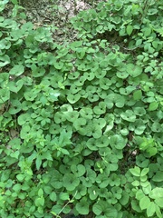 Asarum canadense reflexum