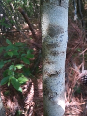 Crataegus gattingeri