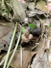 Asarum canadense reflexum
