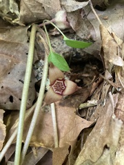Asarum canadense reflexum