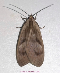 Opharus