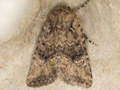 Hexorthodes nipana