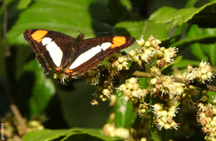 Adelpha zea