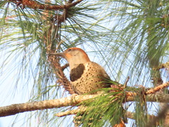 Colaptes auratus mexicanoides
