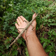 Cladomorphus phyllinus