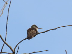 Saucerottia cyanocephala
