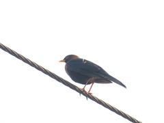 Turdus rufitorques