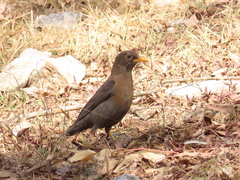 Turdus rufitorques