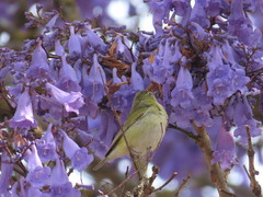 Leiothlypis peregrina