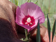 Sidalcea keckii