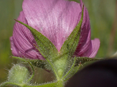 Sidalcea keckii