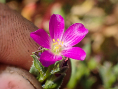 Calandrinia breweri