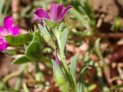 Calandrinia breweri