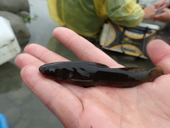 Tachysurus brevianalis