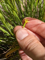 Microseris douglasii