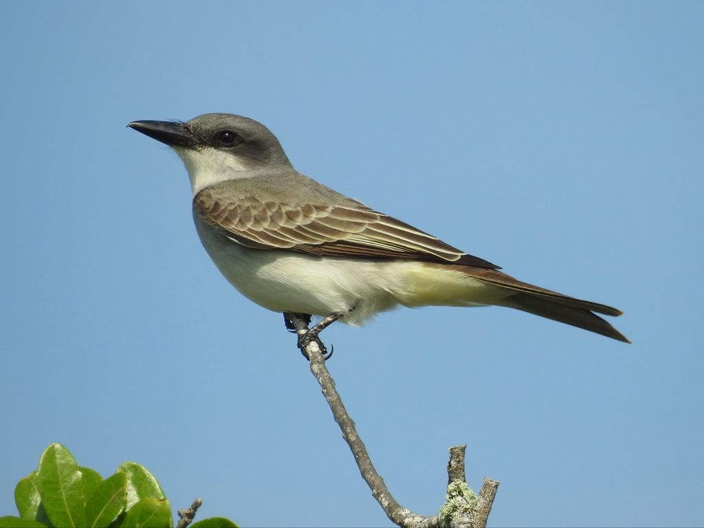 Gray Kingbird photo