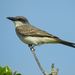 Gray Kingbird - Photo (c) JeffreyGammon, some rights reserved (CC BY-NC), uploaded by JeffreyGammon